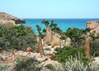 Île de Socotra 