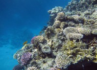 Île de Tiran 