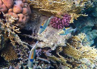 Île de Tiran 