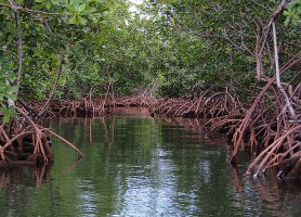 Parc national Alejandro de Humboldt : un joyau naturel