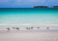 Cayo Guillermo 