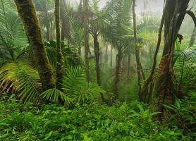 Forêt nationale d'El Yunque : la majestueuse cité verte