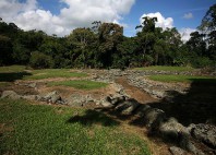 Guayabo 