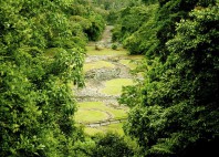 Guayabo 