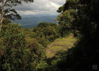 Guayabo 