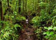 Parc national de Morne Trois Pitons 