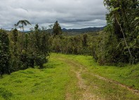 Namosi Highlands 