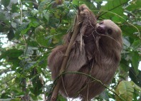 Parc national Cahuita 