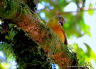 Parc national El Boqueron 
