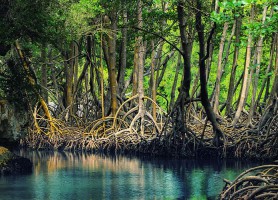 Parc national Los Haitises : une cathédrale naturelle en mer