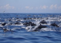 Playa Samara 