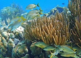 Réserve marine de Hol Chan : le fantastique royaume des mers
