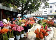 Suva 