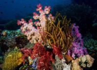 Taveuni 
