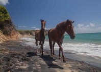 Vieques 