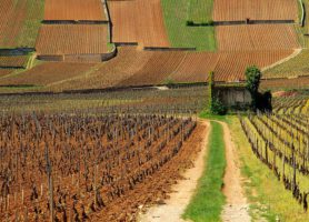 Beaune : la capitale des vins de Bourgogne