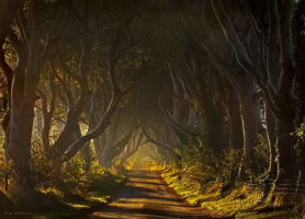 Dark Hedges : offrez-vous une contemplation de la colonne magique