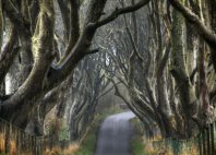 Dark Hedges 