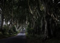 Dark Hedges 