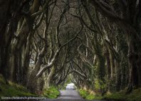 Dark Hedges 