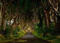 Dark Hedges 