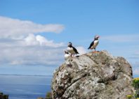 Îles Treshnish 
