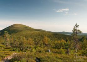 Parc national de Pallas-Yllästunturi : une réserve naturelle unique