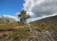 Parc national de Pallas-Yllästunturi 