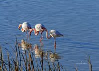 Parc national de Doñana 