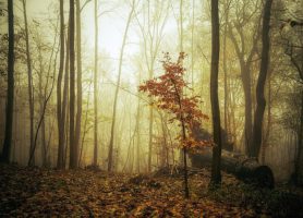 Parc national du Harz : une incursion au cœur de la nature