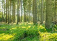 Parc national du Harz 