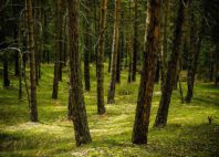 Parc national du Harz 