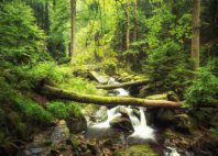 Parc national du Harz 