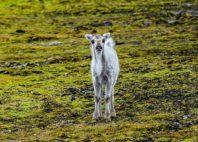 Svalbard 