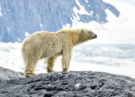 Svalbard 