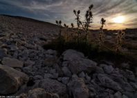 Île de Fårö 