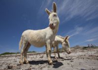Asinara 