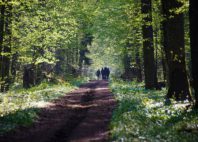 Forêt de Białowieża 