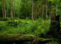 Forêt de Białowieża 