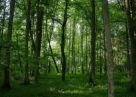 Forêt de Białowieża 