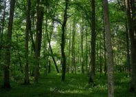 Forêt de Białowieża 