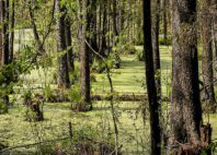 Forêt de Białowieża 