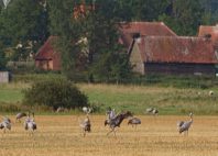 Grands Lacs de Mazurie 