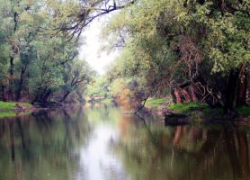 Kopački Rit : le sosie croate de l’Amazonie 