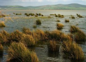 Lac Ichkeul : l’éblouissant havre de paix