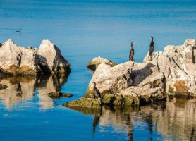 Lac Skadar : l’eldorado des ornithologues