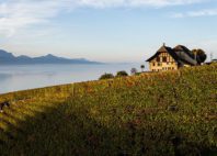 Lavaux 
