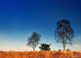 Parc national De Hoge Veluwe : un site paradisiaque