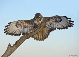 Parc national de Hortobágy : une exceptionnelle plaine