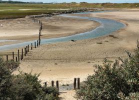 Réserve naturelle Het Zwin : un site naturel merveilleux